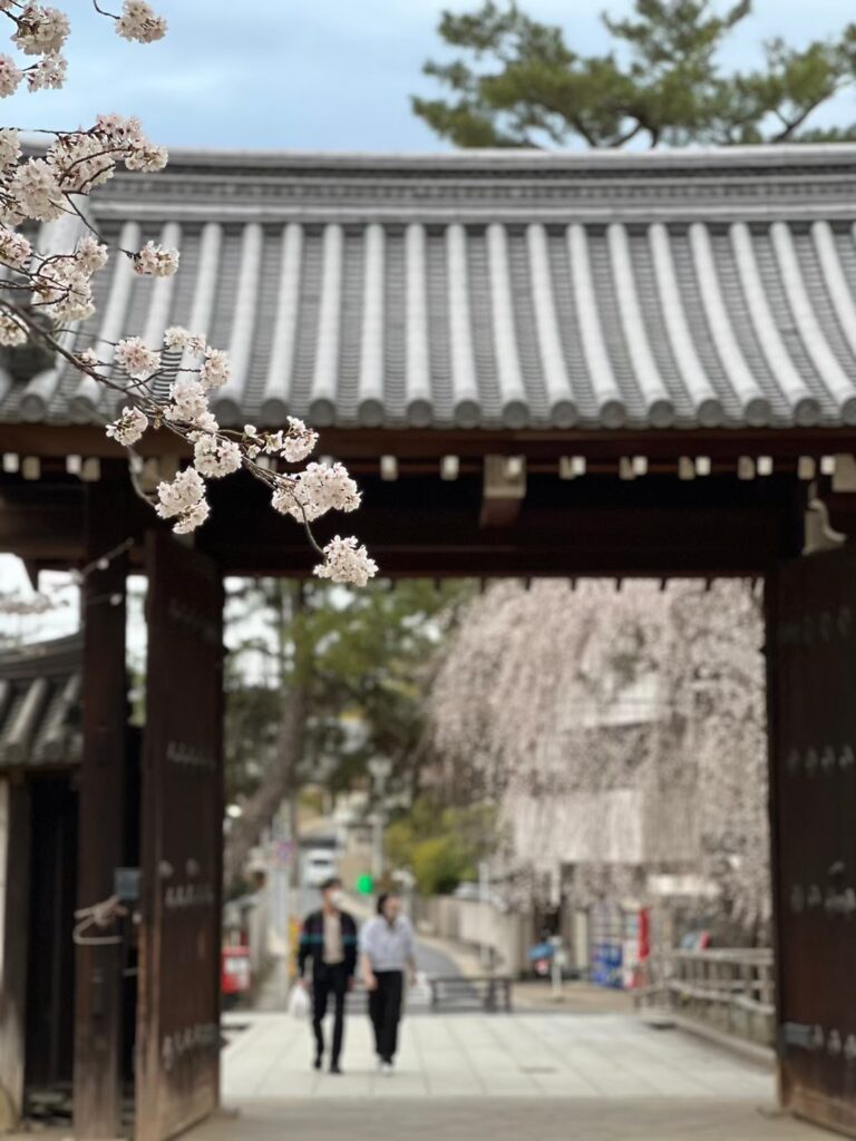 京都 桜並木 散策