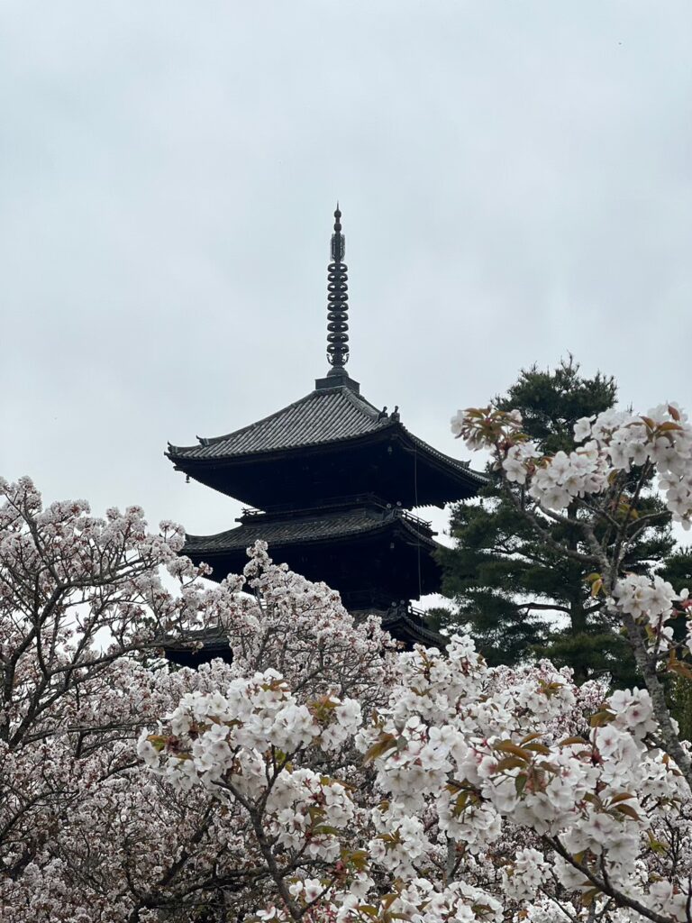 仁和寺　桜　３月