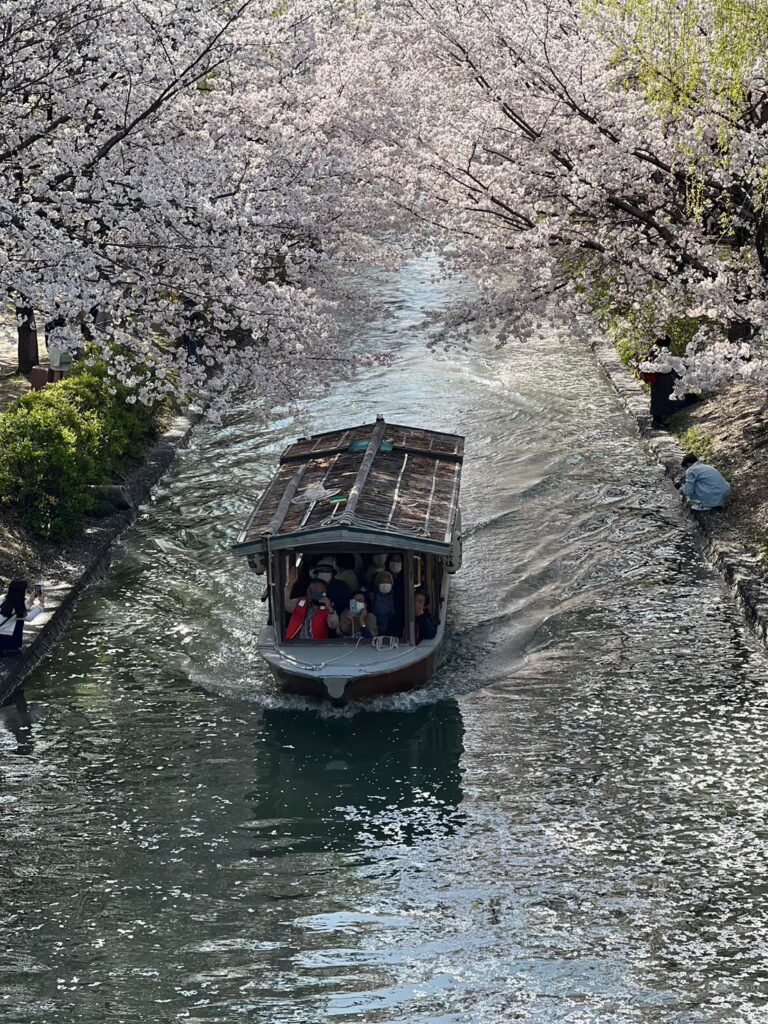 伏見 十石舟 桜