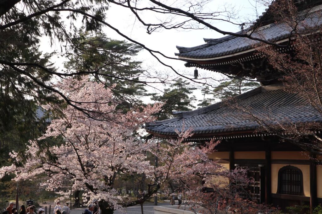 南禅寺　桜　夕方