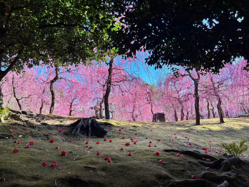 椿　梅の花　明暗