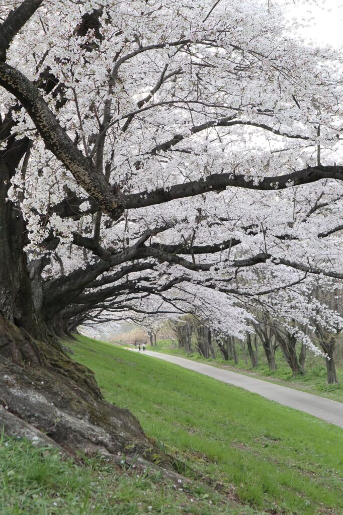 京都 河津桜 春