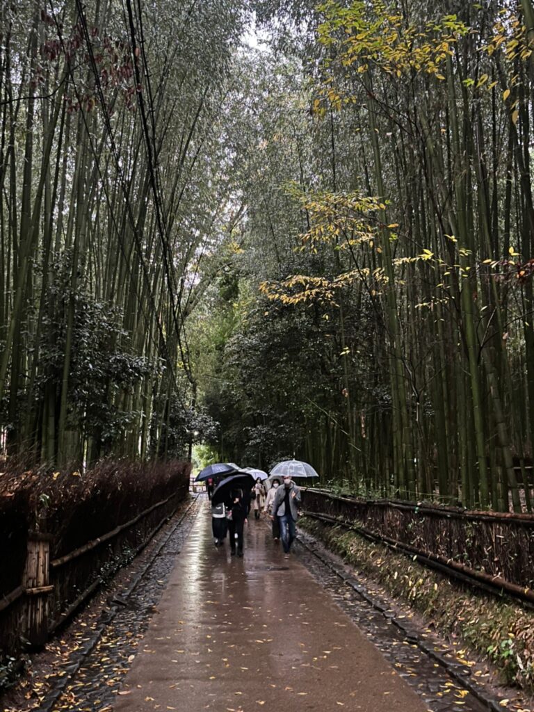嵐山竹林の小径に続く竹林の道