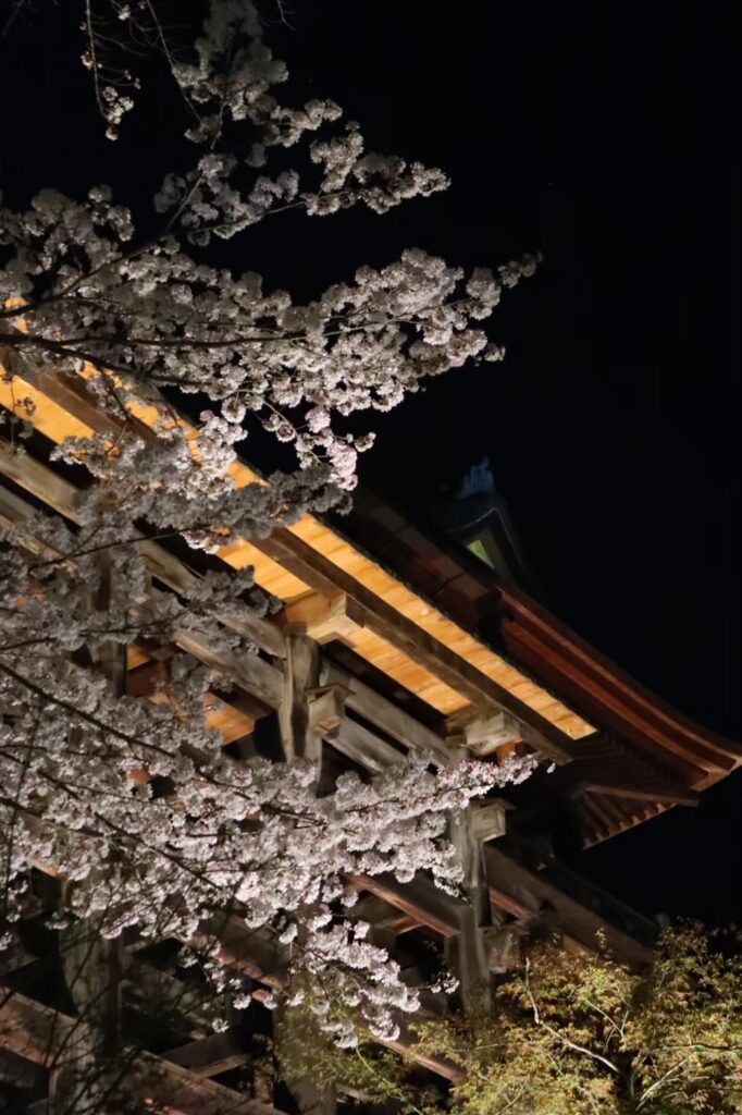清水寺　桜　ナイトスポット
