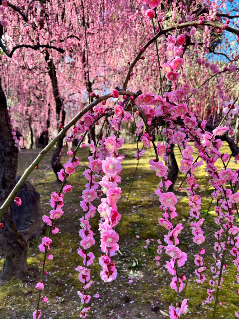 ピンク　梅の花