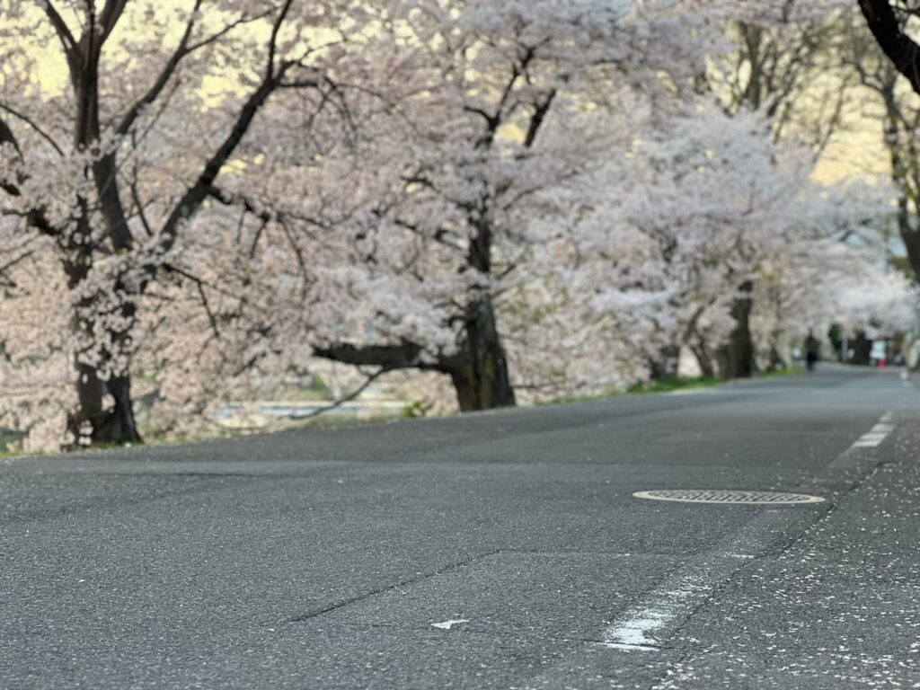 京都 春 桜 観光