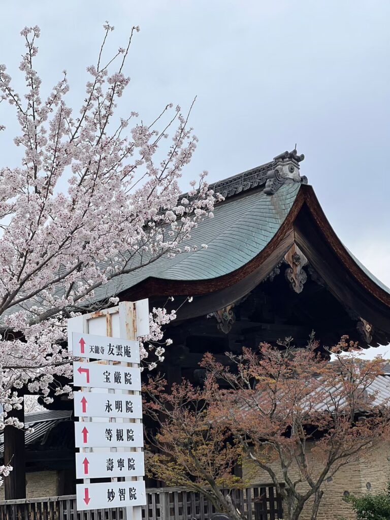 嵐山　トロッコ　桜