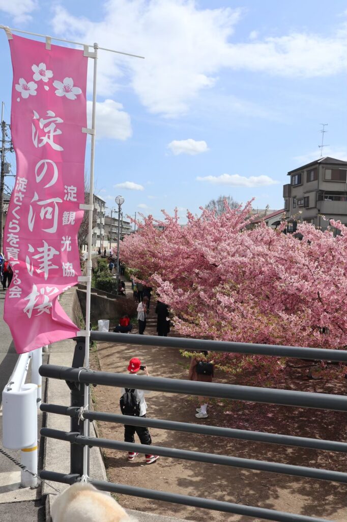 京都 花見 春 観光