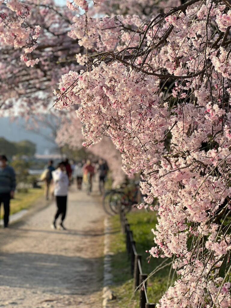 京都 春 散歩 桜