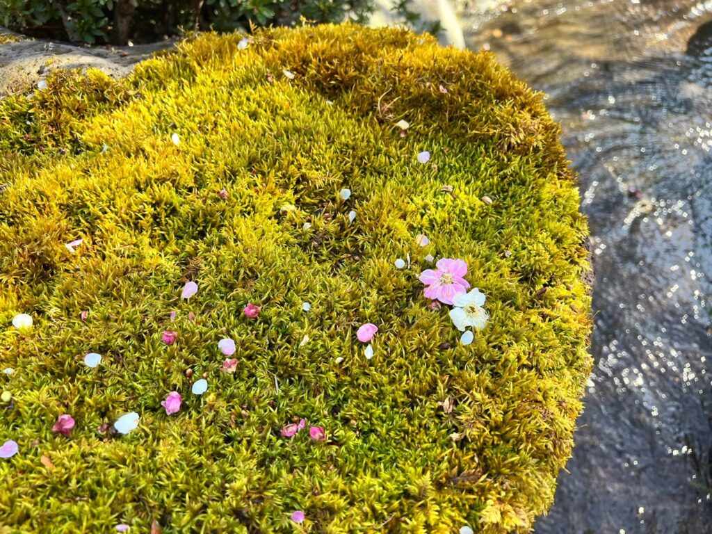 梅　京都　紅白