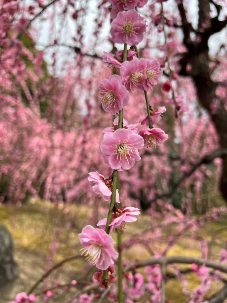 京都 梅の花 春